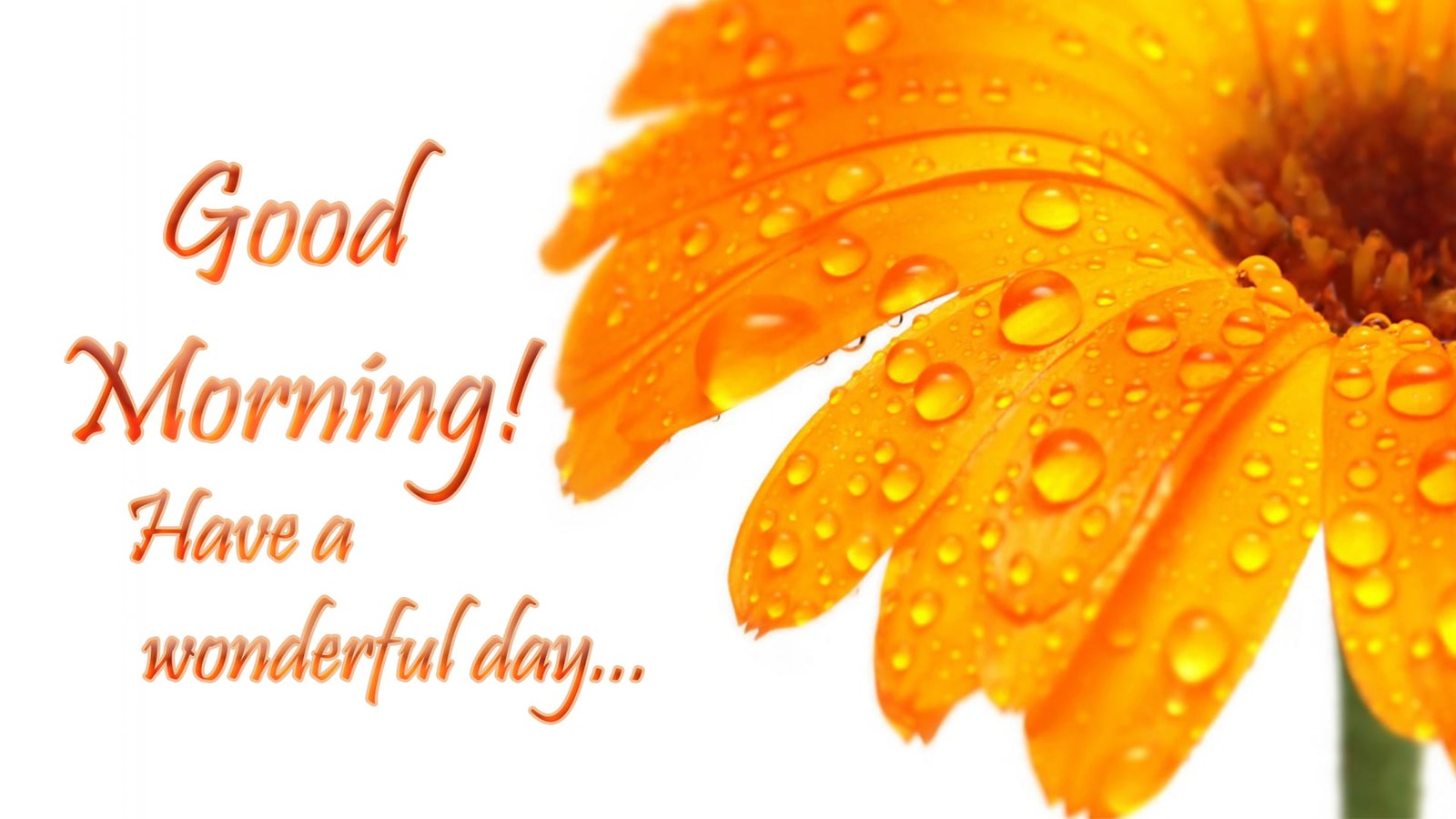 good morning wishes greetings