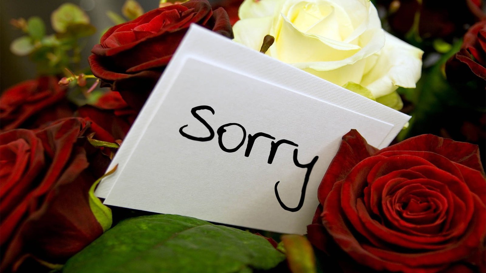 Sorry Cards Images & HD Pictures Sorry Quotes & Messages