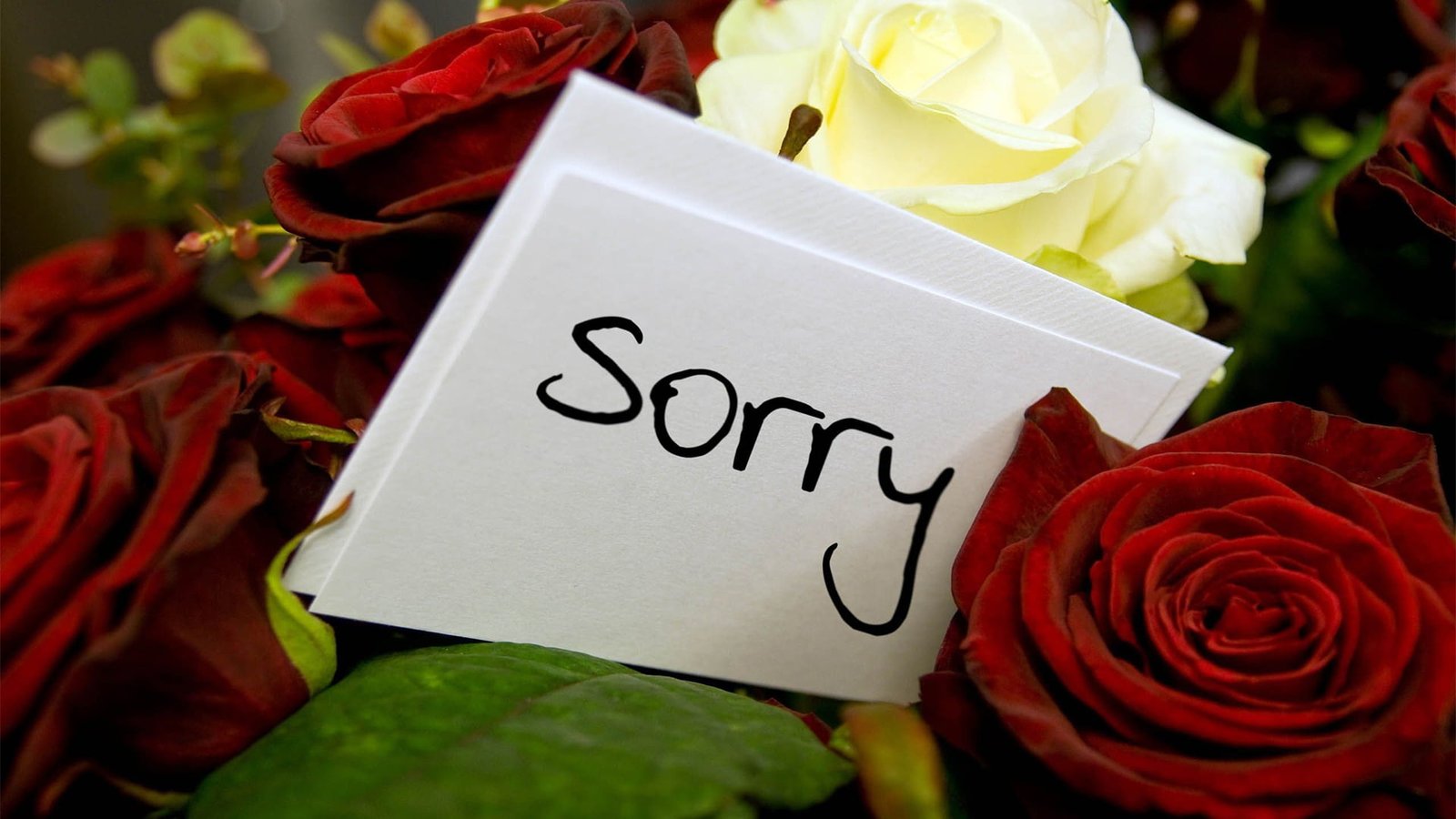 beautiful sorry image hd